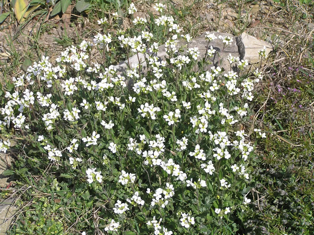 Garden Arabis (Arabis caucasica) – plant photo