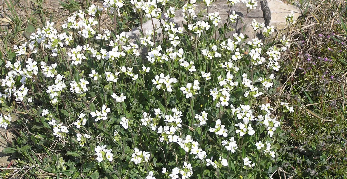 Garden Arabis (Arabis caucasica) – plant photo