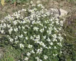 Garden Arabis (Arabis caucasica) care guide