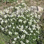 Garden Arabis (Arabis caucasica) – characteristic appearance, plant photo