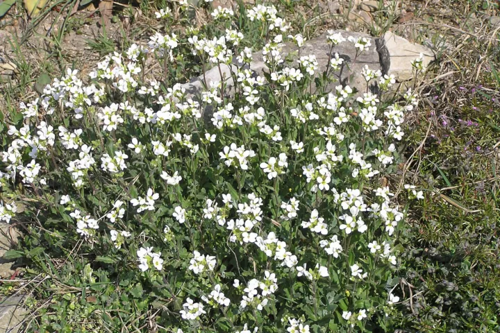 Arabis caucasica