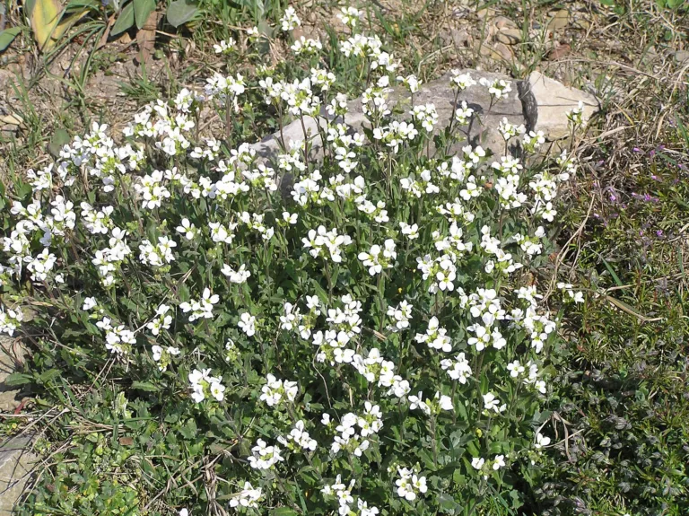Arabis caucasica