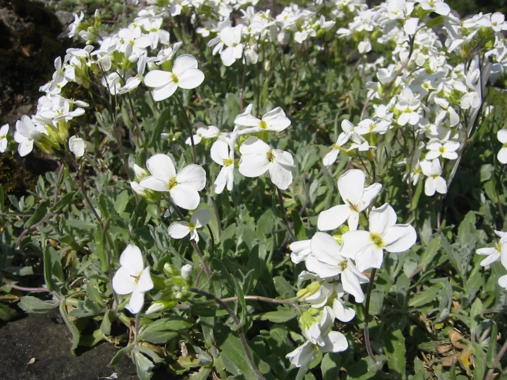 Garden Arabis (Arabis caucasica) – in a garden setting, plant photo