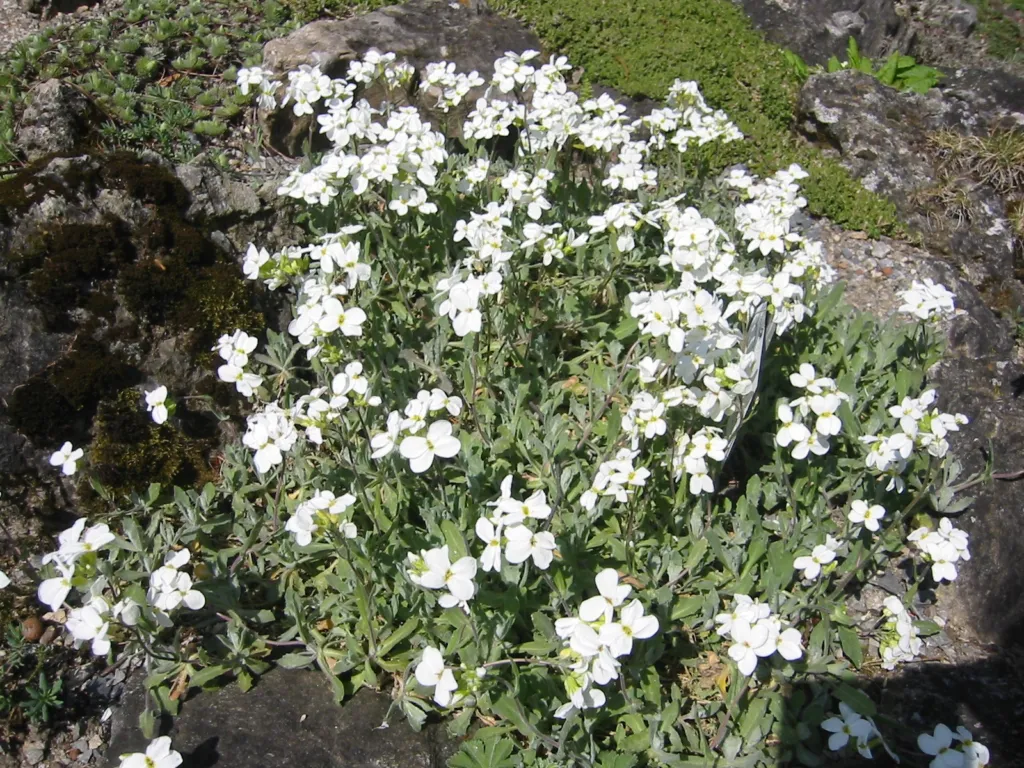Garden Arabis (Arabis caucasica) – in a garden setting, plant photo