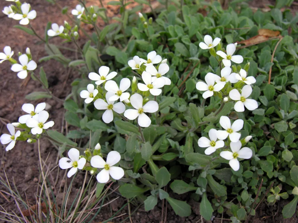 Garden Arabis (Arabis caucasica) – characteristic appearance, plant photo