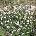 arábka alpínska kaukazská (Arabis caucasica) – fotografia rastliny