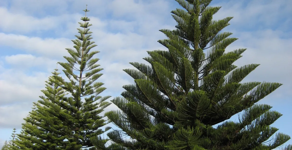 Norfolk Island Pine (Araucaria heterophylla) – plant photo