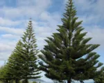 Norfolk Island Pine (Araucaria heterophylla) care guide