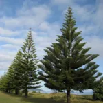 Norfolk Island Pine (Araucaria heterophylla) – characteristic appearance, plant photo