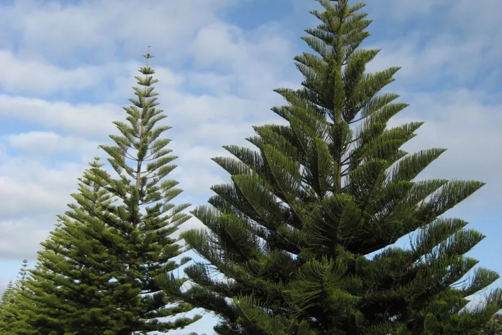 Araucaria heterophylla