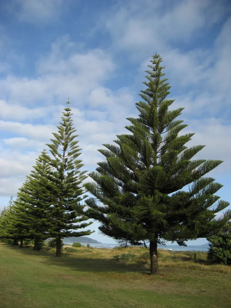 Norfolk Island Pine (Araucaria heterophylla) – plant photo