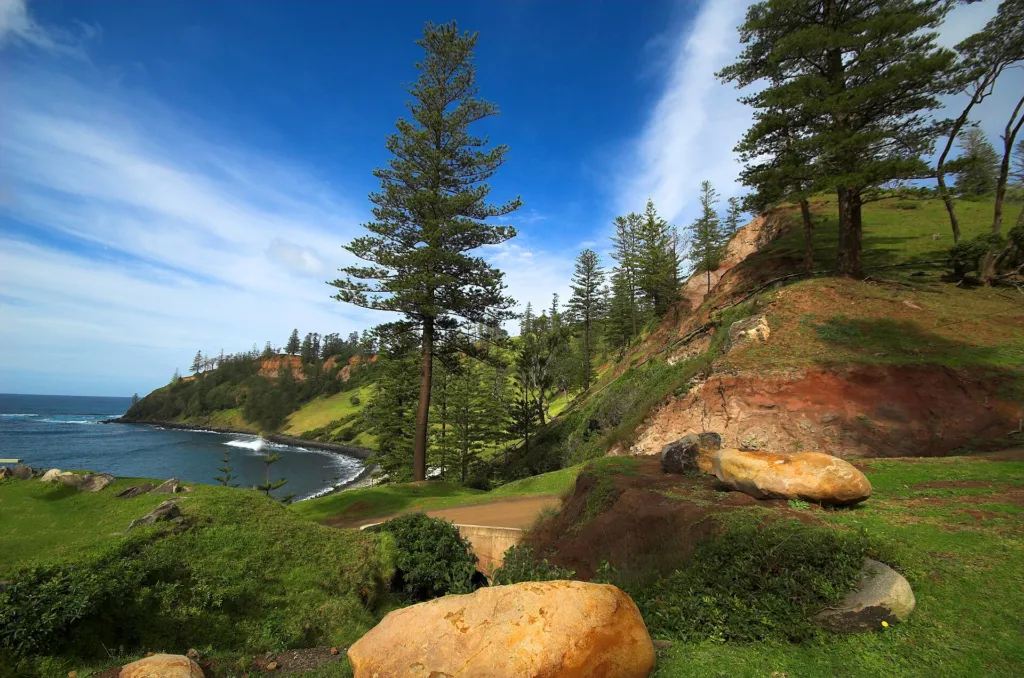 Norfolk Island Pine (Araucaria heterophylla) – in its natural habitat, plant photo