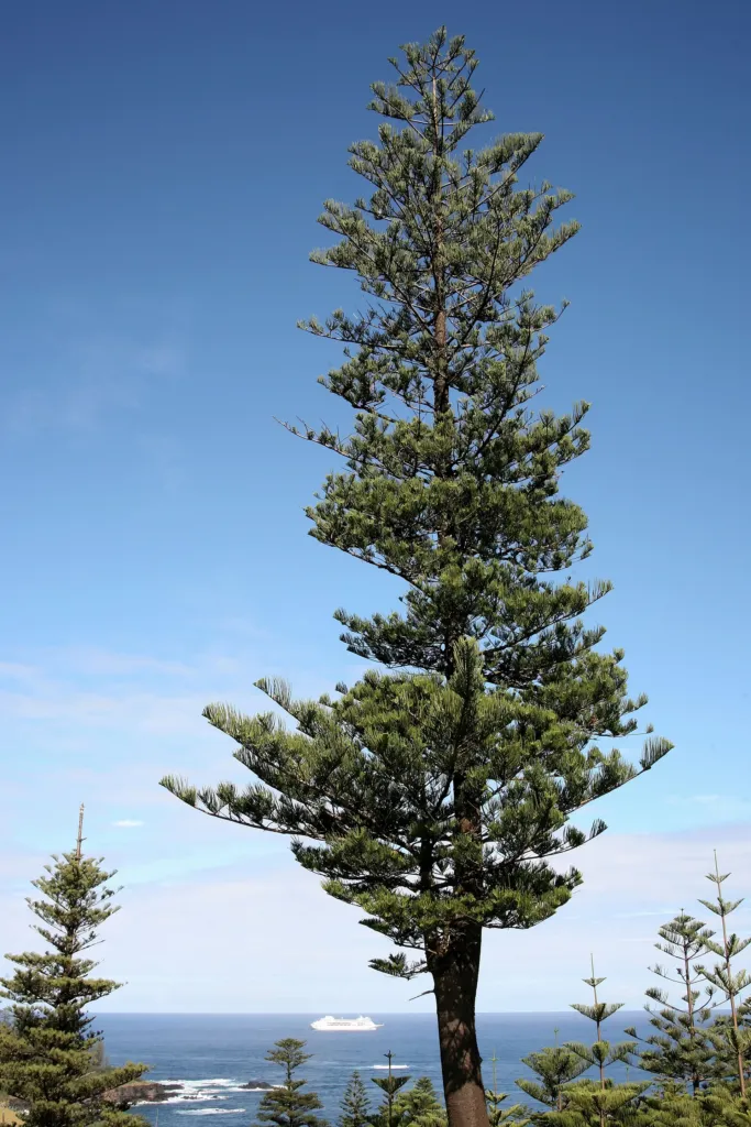 Norfolk Island Pine (Araucaria heterophylla) – characteristic appearance, plant photo
