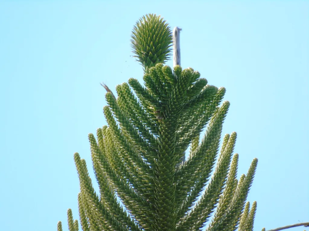 Norfolk Island Pine (Araucaria heterophylla) – characteristic appearance, plant photo