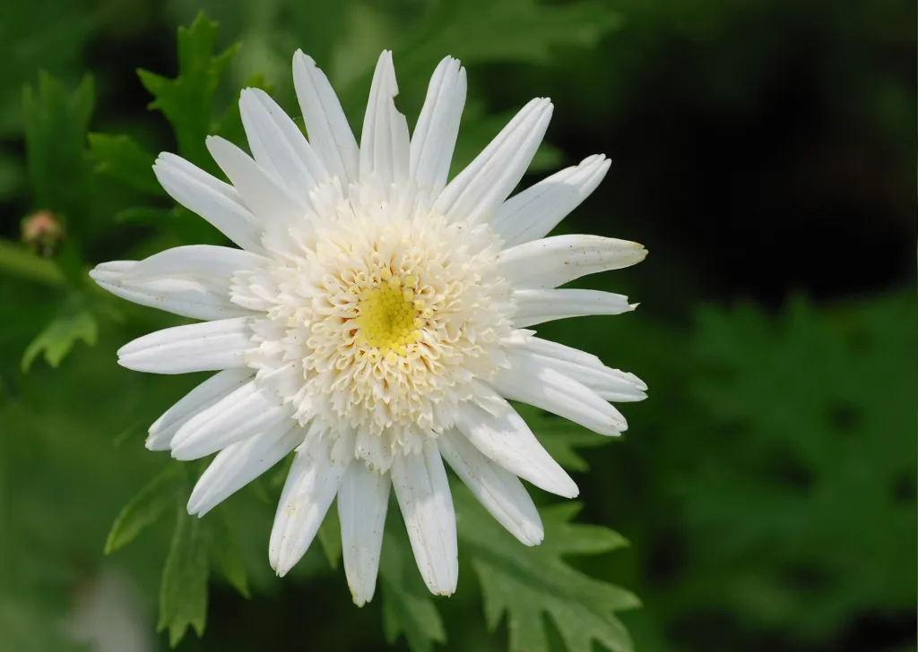 Argyranthemum frutescens care guide (Argyranthemum frutescens) – flowers in close-up, plant photo