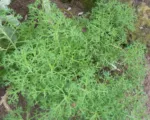 Argyranthemum frutescens care guide