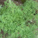Argyranthemum frutescens care guide (Argyranthemum frutescens) – plant photo