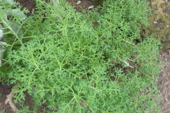 Argyranthemum frutescens