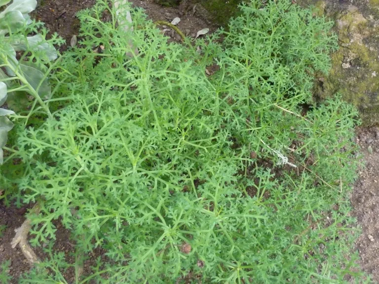 Argyranthemum frutescens