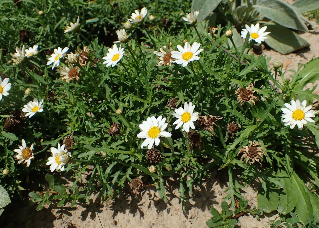 Argyranthemum frutescens care guide (Argyranthemum frutescens) – in a garden setting, plant photo