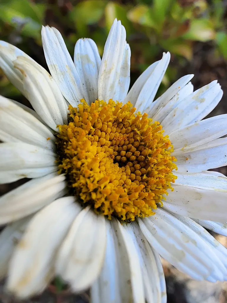 Argyranthemum frutescens care guide (Argyranthemum frutescens) – flowers in close-up, plant photo