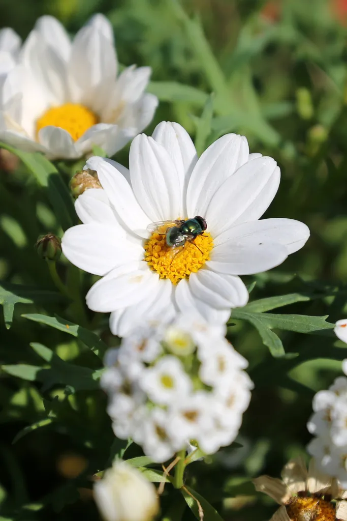 Argyranthemum frutescens care guide (Argyranthemum frutescens) – flowers in close-up, plant photo