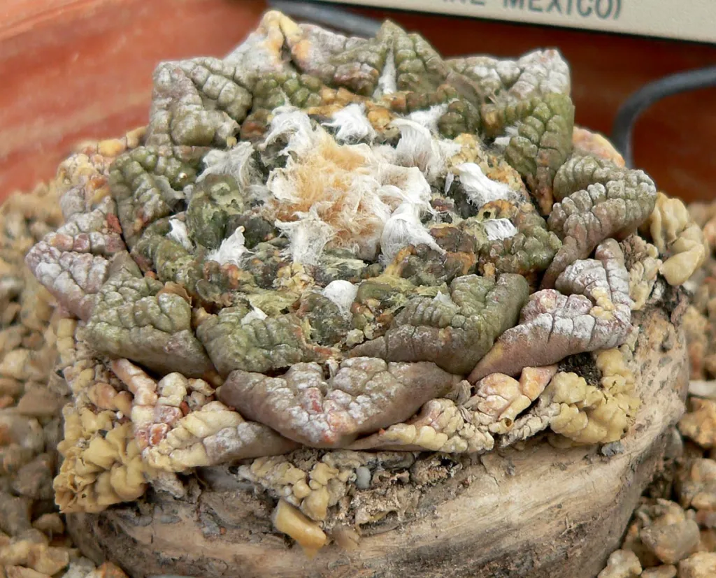 living-rock cactus (Ariocarpus fissuratus) – in a garden setting, plant photo