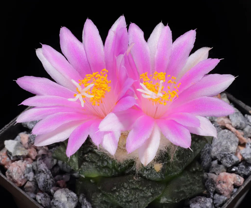 living-rock cactus (Ariocarpus fissuratus) – characteristic appearance, plant photo