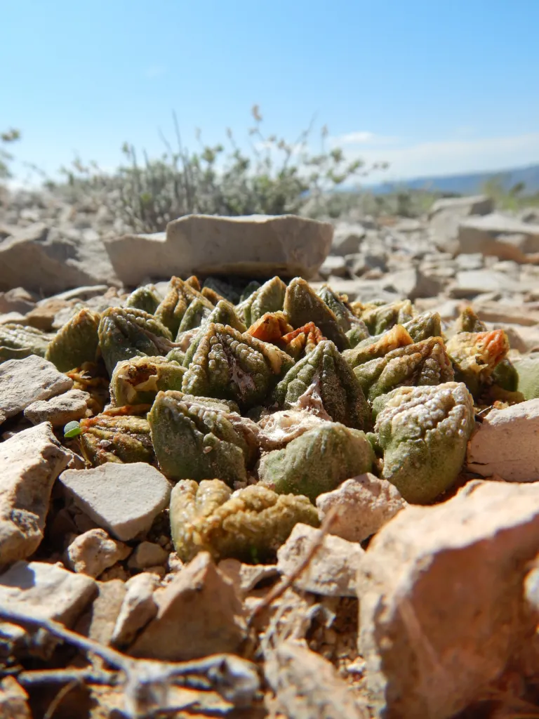 living-rock cactus (Ariocarpus fissuratus) – characteristic appearance, plant photo