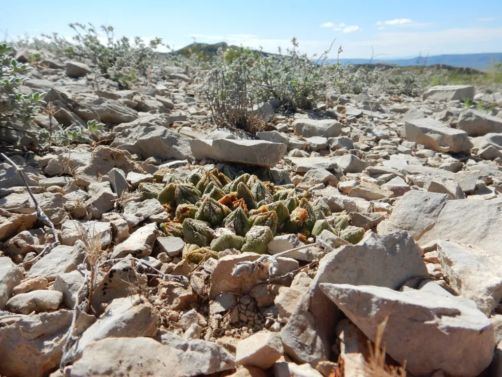 living-rock cactus (Ariocarpus fissuratus) – characteristic appearance, plant photo