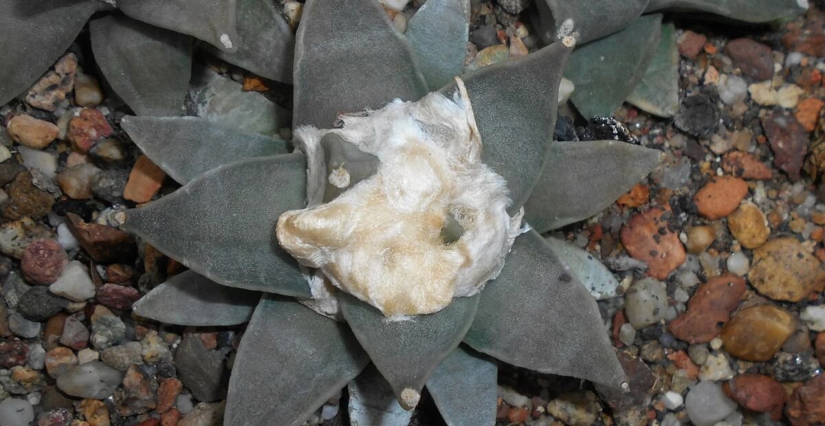 Ariocarpus 'Retusus' – Pflanzenfoto
