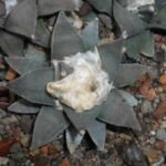 Ariocarpus ‘Retusus’ (Ariocarpus 'Retusus') – Pflanzenfoto