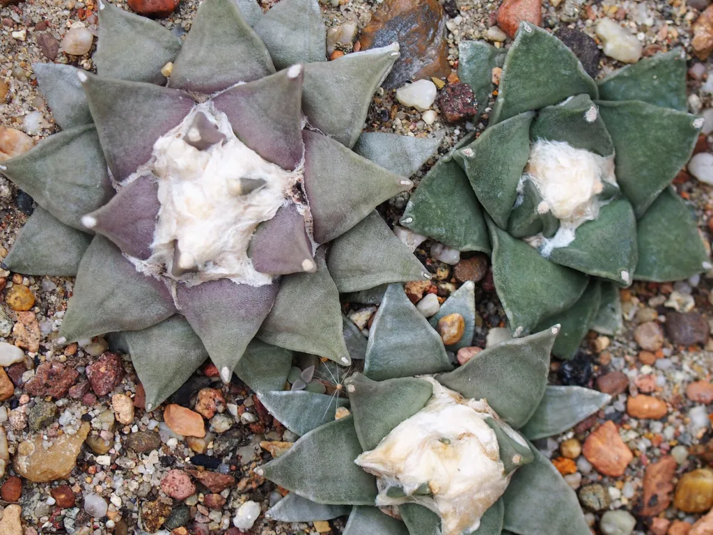 Ariocarpus ‘Retusus’ (Ariocarpus 'Retusus') – in a garden setting, plant photo