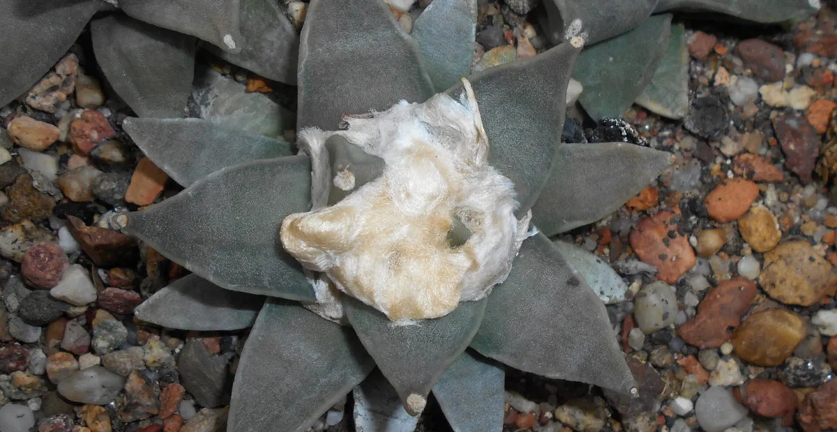 Ariocarpus 'Retusus' – plant photo