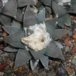 Ariocarpus ‘Retusus’ (Ariocarpus 'Retusus') – plant photo