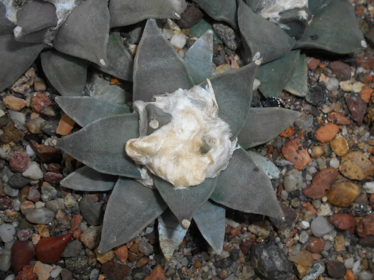 Ariocarpus 'Retusus'