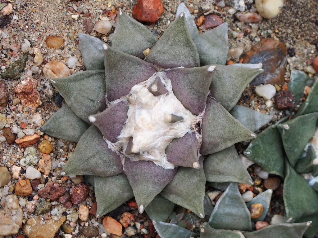 Ariocarpus ‘Retusus’ (Ariocarpus 'Retusus') – in a garden setting, plant photo