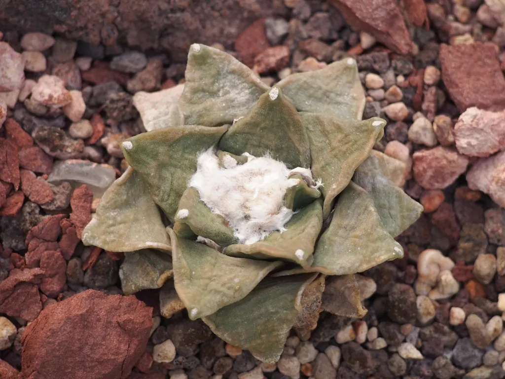 Ariocarpus ‘Retusus’ (Ariocarpus 'Retusus') – in a garden setting, plant photo
