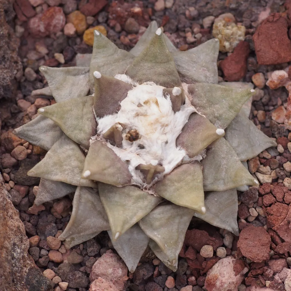 Ariocarpus ‘Retusus’ (Ariocarpus 'Retusus') – in a garden setting, plant photo