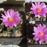 ariokarpus štrbinovitý (Ariocarpus fissuratus) – fotografia rastliny