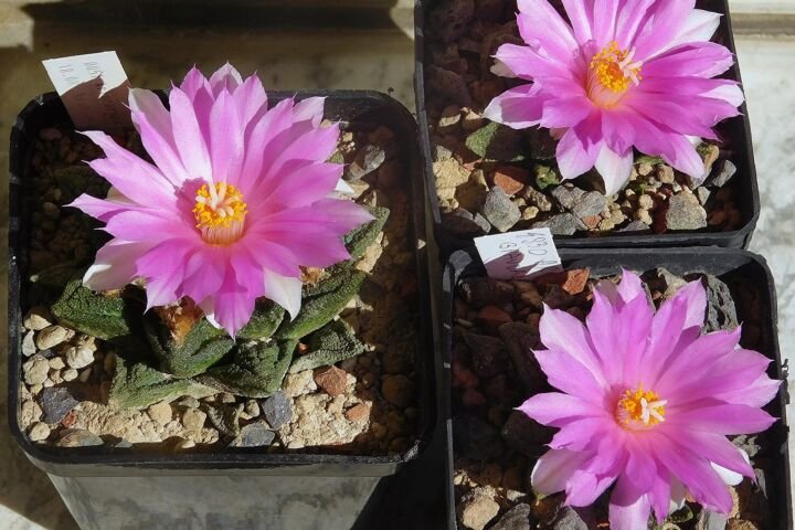 Ariocarpus fissuratus