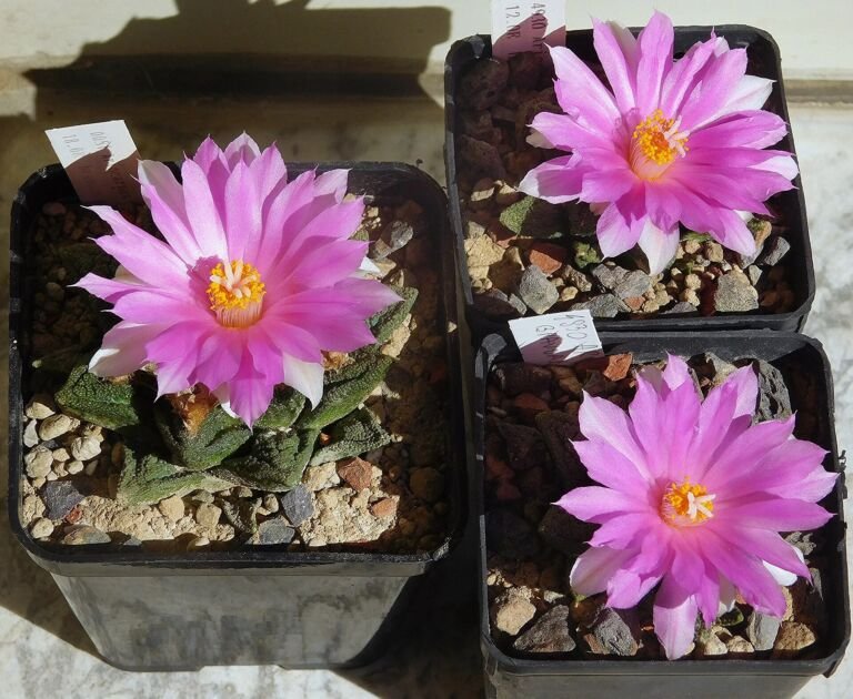 Ariocarpus fissuratus
