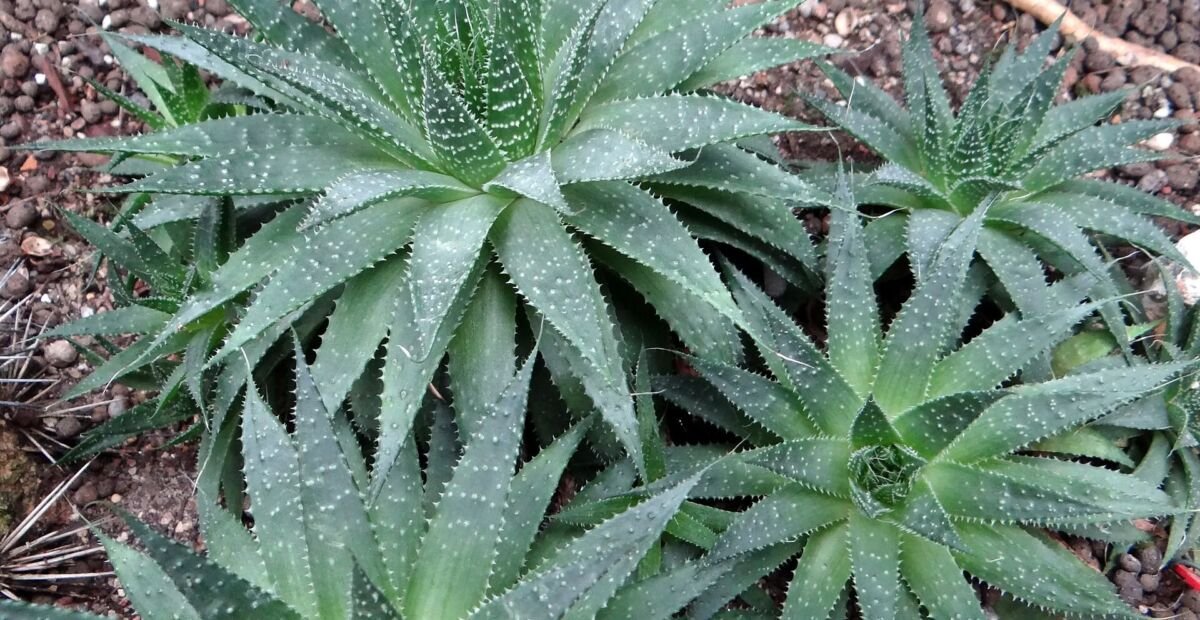 Aristaloe aristata – Pflanzenfoto