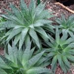Aristaloe aristata – (Aristaloe aristata) – Pflanzenfoto
