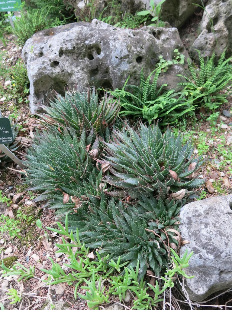 Aristaloe aristata – (Aristaloe aristata) – im Garten, Pflanzenfoto