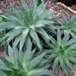 Lace Aloe (Aristaloe aristata) – plant photo