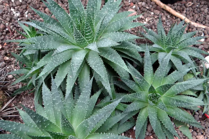 Aristaloe aristata