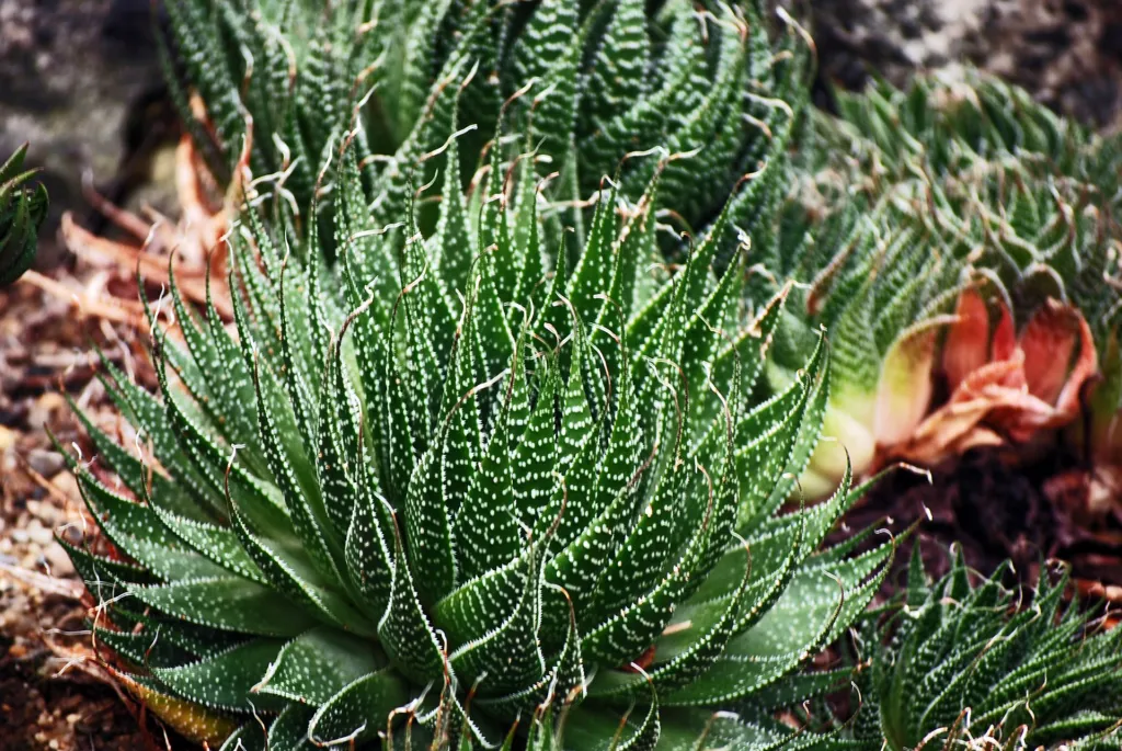 Aristaloe aristata – (Aristaloe aristata) – typisches Erscheinungsbild, Pflanzenfoto