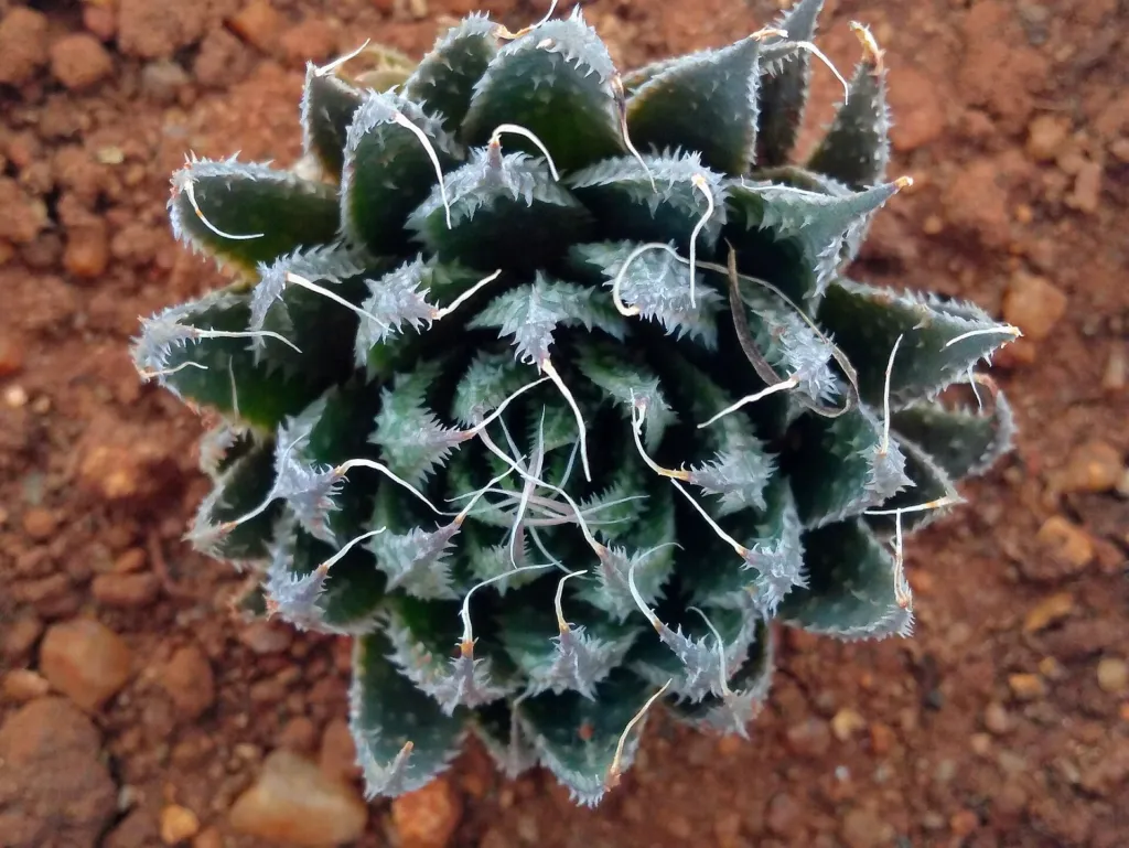 Aristaloe aristata – (Aristaloe aristata) – typisches Erscheinungsbild, Pflanzenfoto