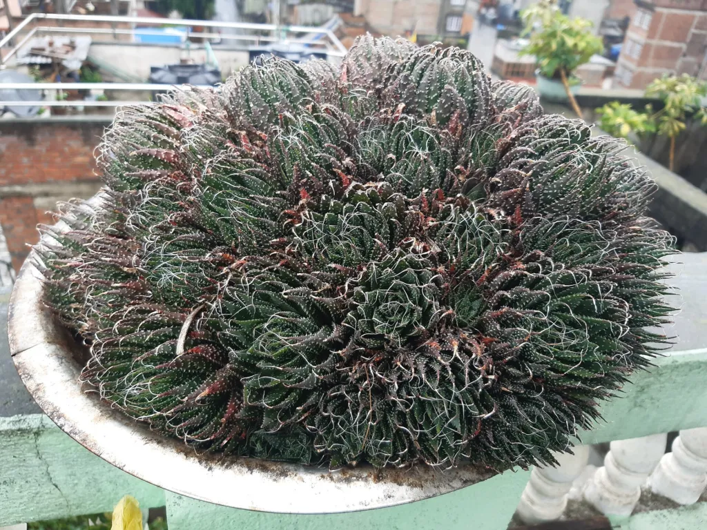 Aristaloe aristata – (Aristaloe aristata) – im Garten, Pflanzenfoto